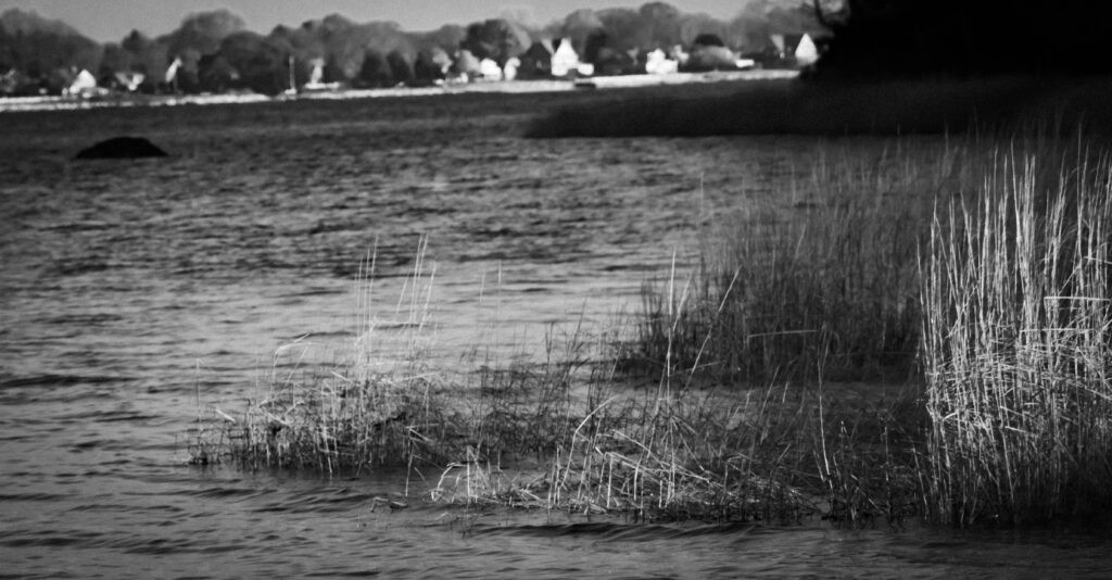 BW_grass