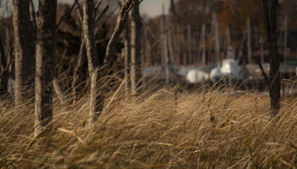 trees_grass